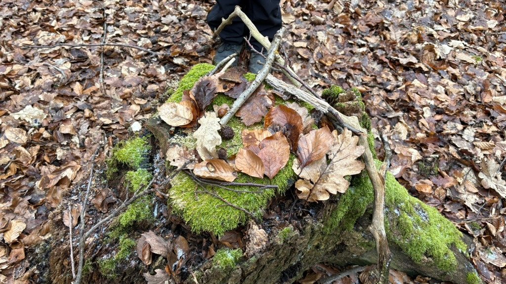 Vorschau Bild des Kurses Senioren Waldzeit