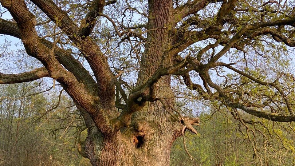Vorschau Bild des Kurses Angebote für Unternehmen – Waldbaden in Leipzig für Unternehmen und Gruppen.
