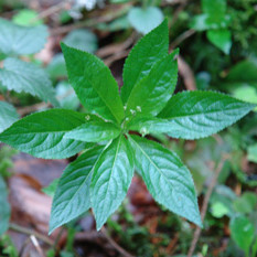 Vorschau Bild des Kurses Pflanzen Intensiv I