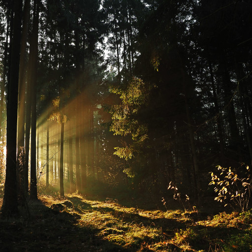 Vorschau Bild des Kurses Weiterbildung ritualgestützte Naturprozessbegleitung / Naturcoaching