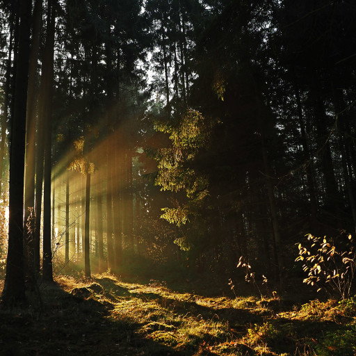Vorschau Bild des Kurses Weiterbildung ritualgestützte Naturprozessbegleitung / Naturcoaching