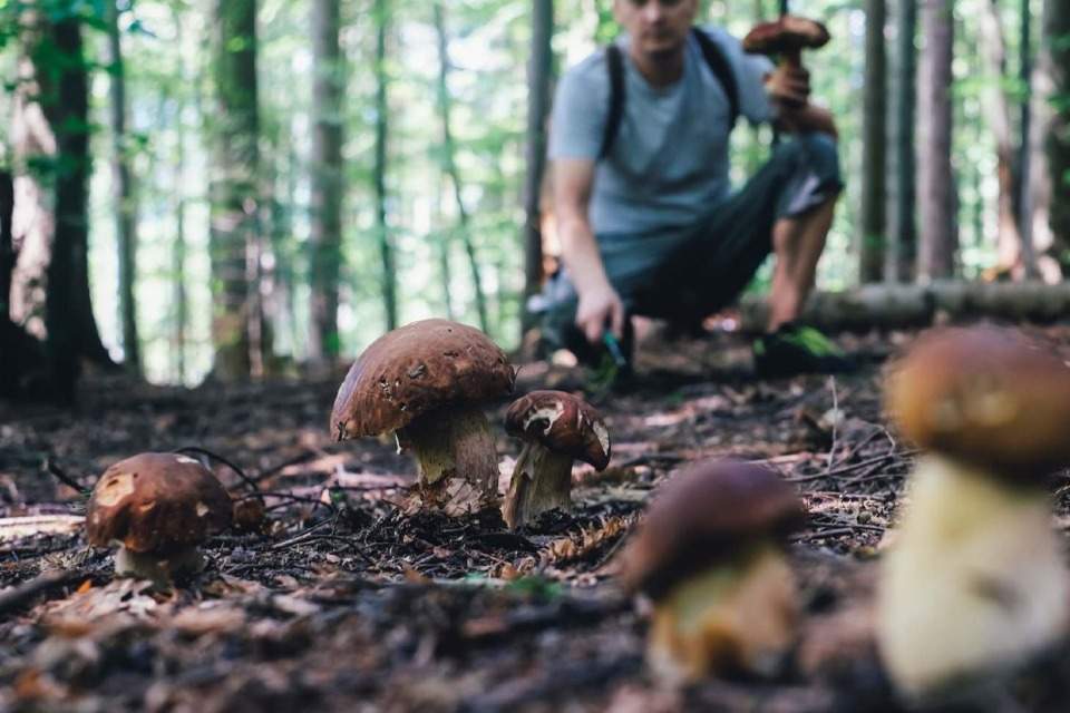 Vorschau Bild des Kurses Pilzwanderung im Odenwald - Entdecke die faszinierende Welt der Pilze!