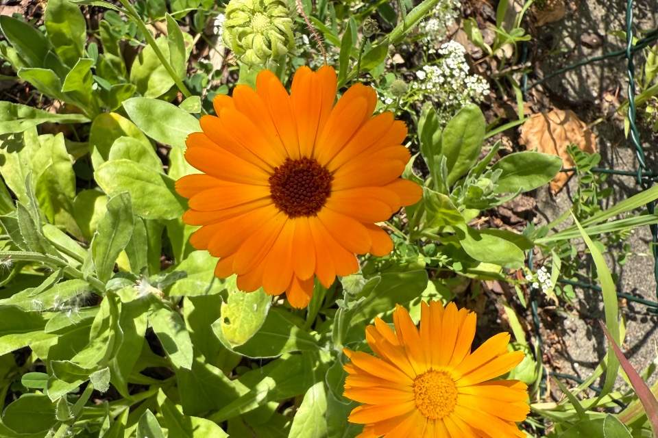 Vorschau Bild des Kurses Wildpflanzen - Wilde Heilkräuterküche