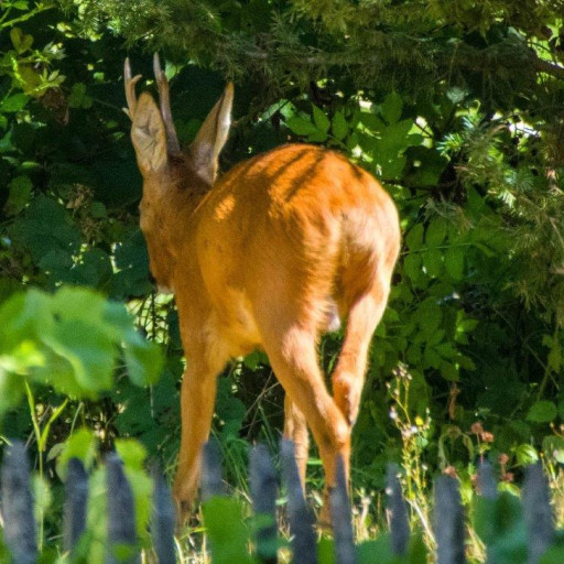 Vorschau Bild des Kurses Das Wesen des Fährtenlesers