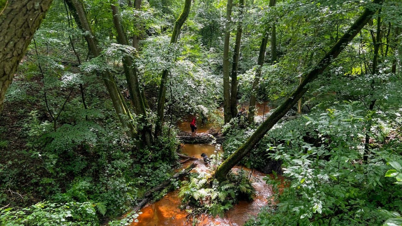 Vorschau Bild des Kurses Geheimnisse des Waldes - Urlaub vom Alltag