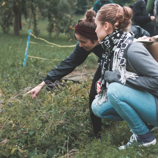 Vorschau Bild des Kurses Frauenheilkräuter