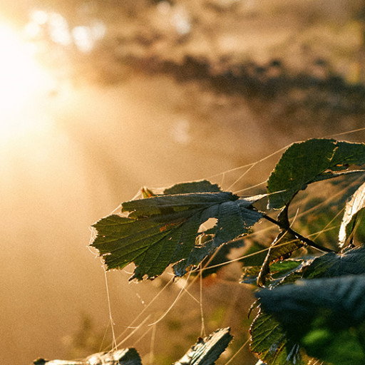Vorschau Bild des Kurses Awareness und Intuition