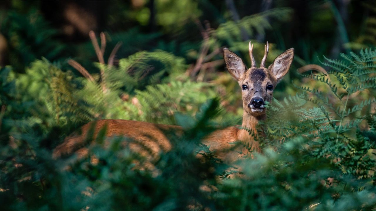 Vorschau Bild des Kurses Waldjäger-Lehrgang