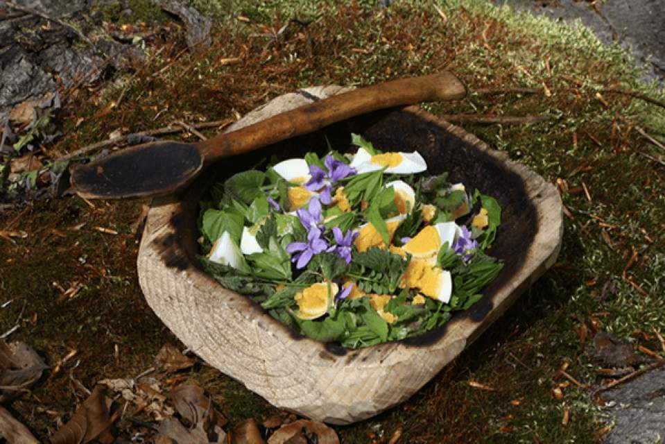 Vorschau Bild des Kurses WILDPFLANZEN-SURVIVAL – Tageskurs