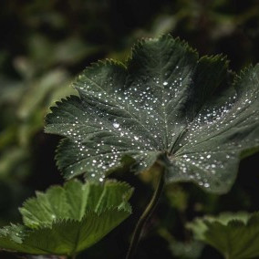 Vorschau Bild des Kurses Pflanzengeflüster: Unsere Kräuterwanderung in und um Leipzig