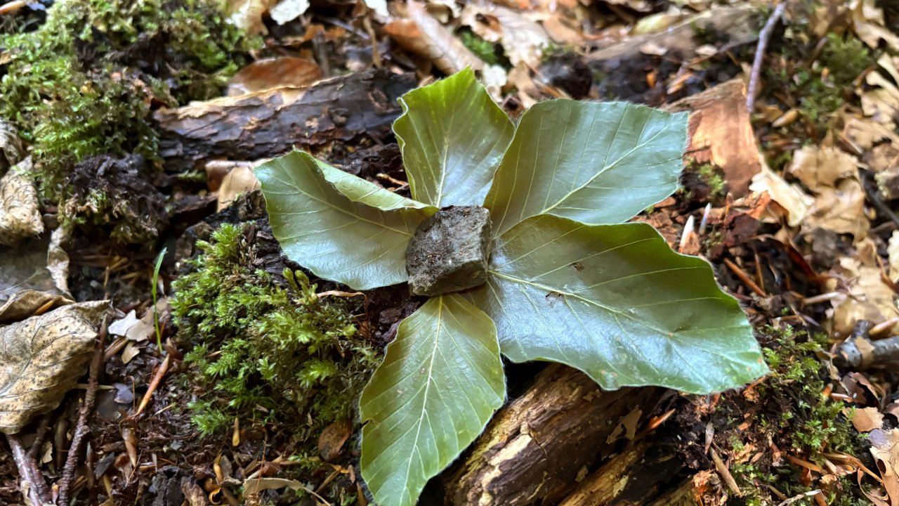 Vorschau Bild des Kurses Fortbildung: „Achtsamkeit in naturnahen Erfahrungsräumen“