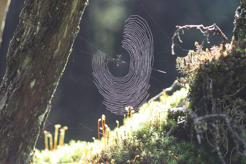 Vorschau Bild des Kurses Geschlechterreflektierte Wildnispädagogik Vertiefung