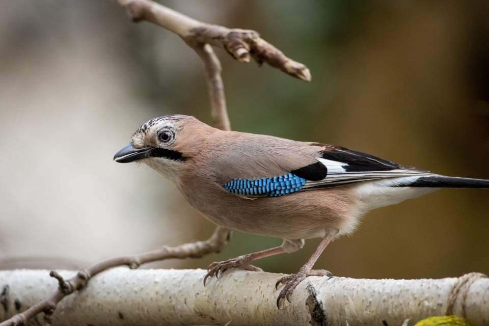 Vorschau Bild des Kurses Weiterbildung Vogelsprache