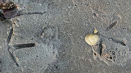 Vorschau Bild des Kurses Lehrgang Vogelspuren
