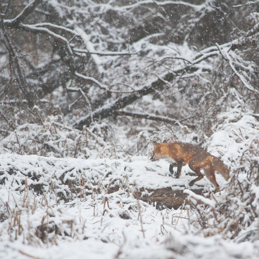 Vorschau Bild des Kurses Spurenlesen