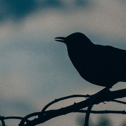Vorschau Bild des Kurses Vogelsprache