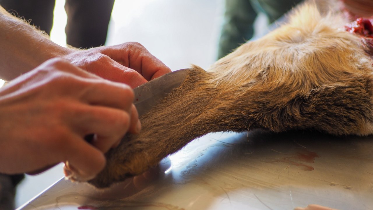 Vorschau Bild des Kurses Wie zerlege ich ein Reh?