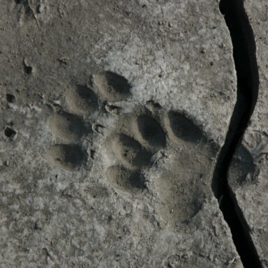 Vorschau Bild des Kurses Herbstferienaktion: Tierspuren- und Fährtenlesen