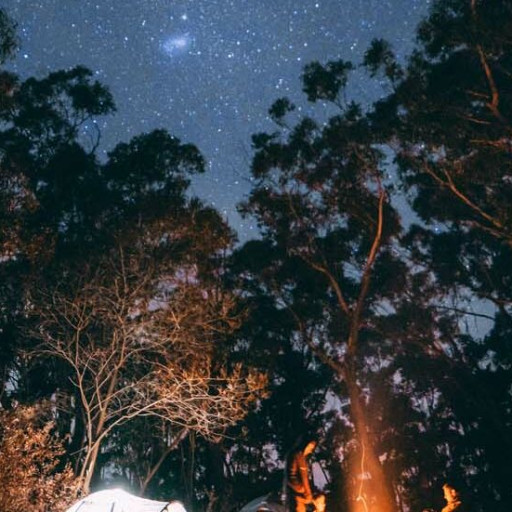 Vorschau Bild des Kurses Nachtwanderung durch den Wald in Leipzig
