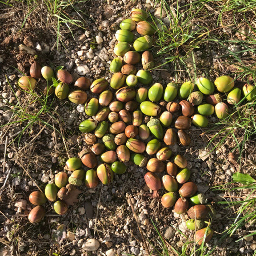 Vorschau Bild des Kurses Wildpflanzenpädagogik