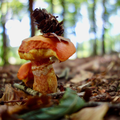 Picture of school team member Sara Schuralew