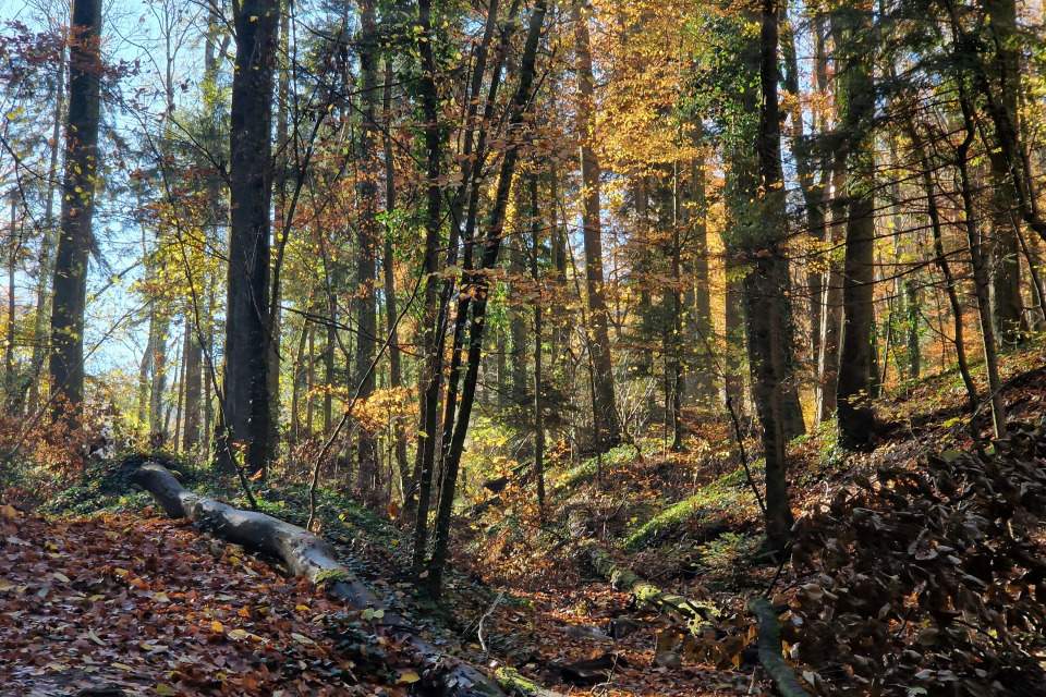 Vorschau Bild des Kurses Wild Camp