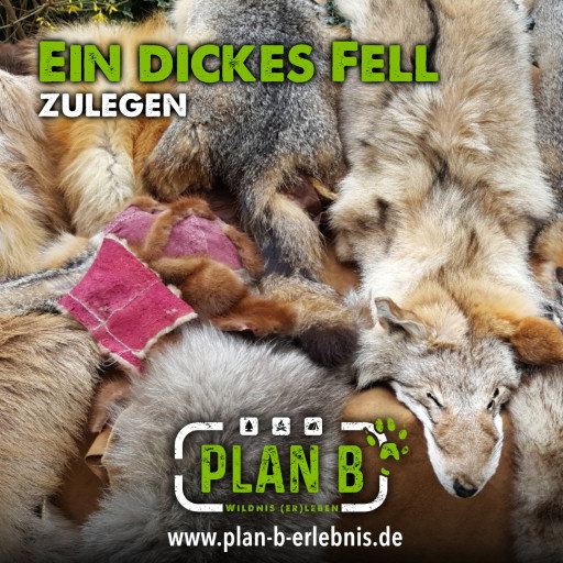 Vorschau Bild des Kurses Felle gerben
