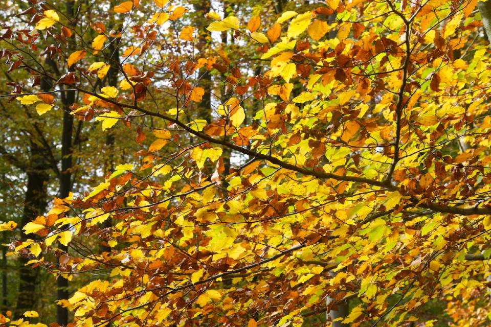 Vorschau Bild des Kurses Wald und Jin Shin Jyutsu
