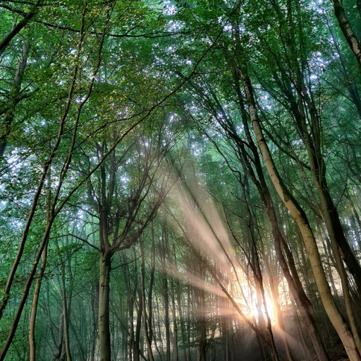 Preview image of class Weiterbildung Natur- und Wildnispädagogik im Nationalpark Bayerischer Wald
