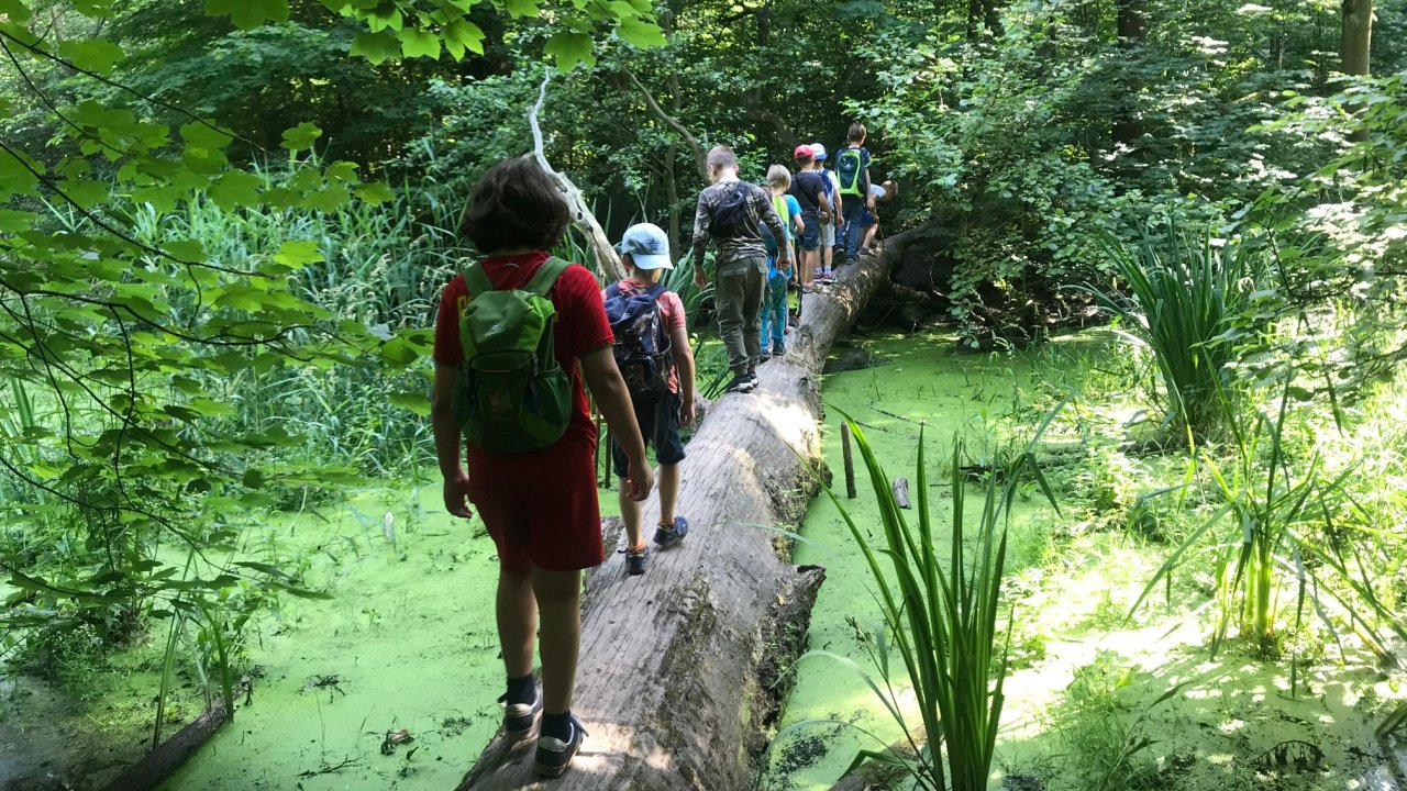 Vorschau Bild des Kurses Fortbildung Grundlagen Waldtage für PädagogInnen