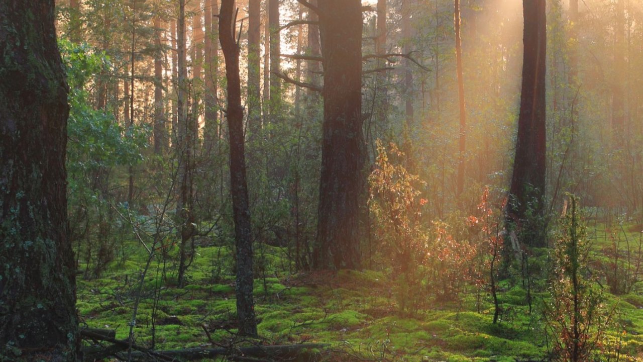Vorschau Bild des Kurses Atempause - Eine kurze Auszeit für Frauen