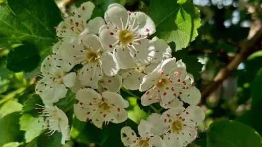 Preview image of class Weiterbildung WildpflanzenPädagogik 2026