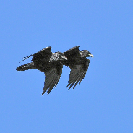Vorschau Bild des Kurses Altes Vogelwissen