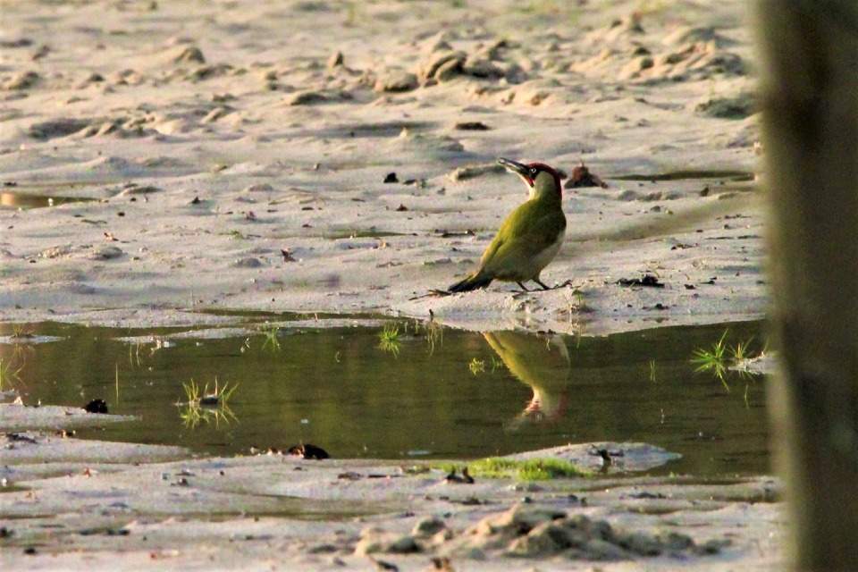 Vorschau Bild des Kurses Die geheime Sprache der Vögel
