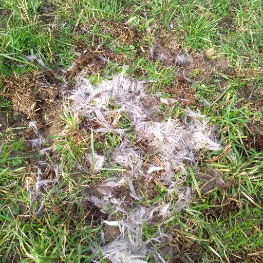 Vorschau Bild des Kurses Vogel - und Tierspurenlesekurs