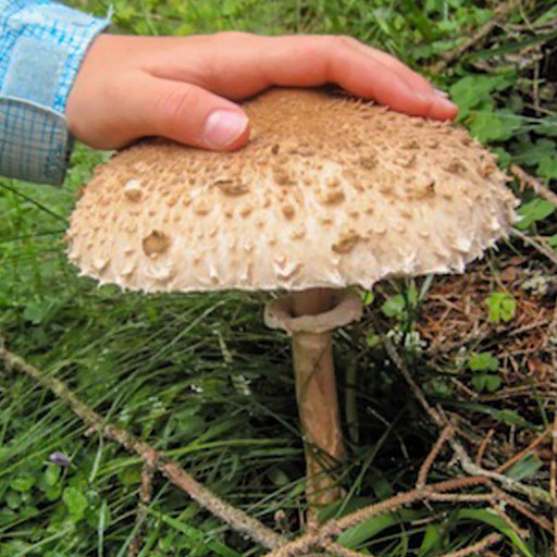 Preview image of class Pilzwanderung für Kinder