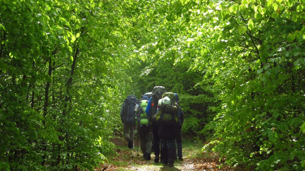 Vorschau Bild des Kurses Wildniswandern im Reinhardswald