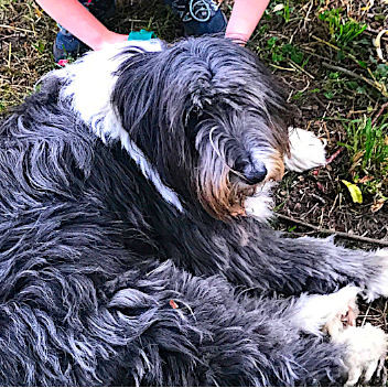 Bild des Team Mitglieds Attila