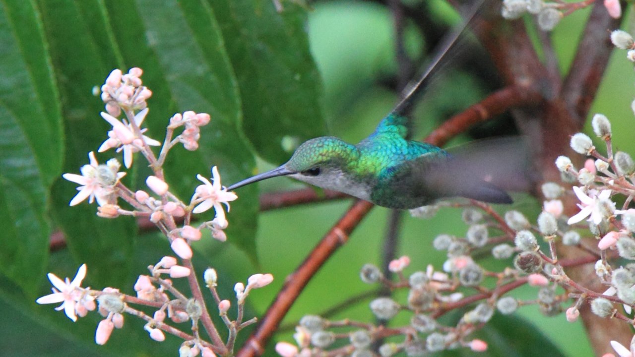 Vorschau Bild des Kurses FriedensStifter - der Weg zum HÜTER der ERDE-Mai