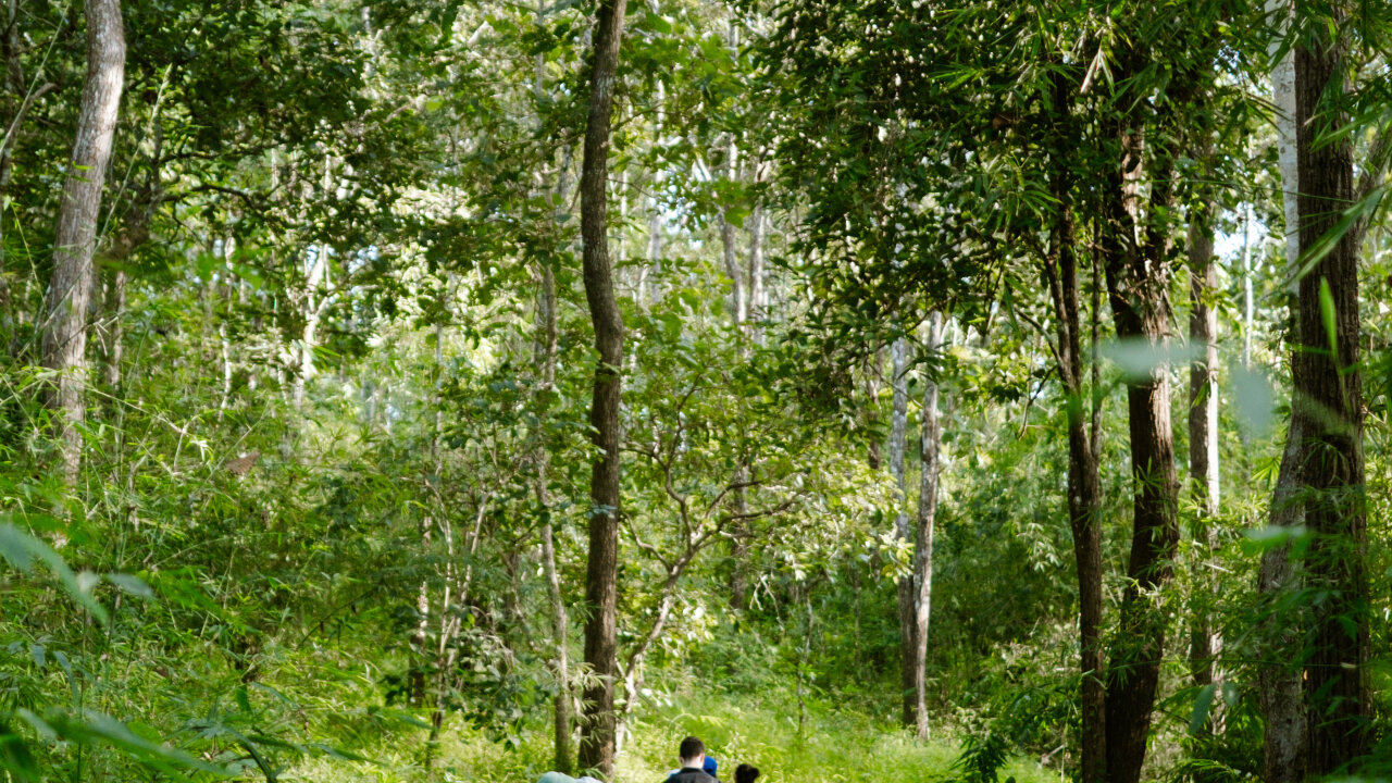 Vorschau Bild des Kurses The Nature Praxis: Ecotherapy for Self & Wellbeing