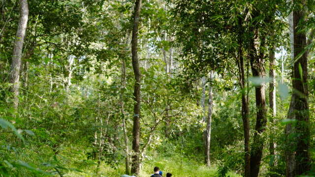 Vorschau Bild des Kurses The Nature Praxis: Ecotherapy for Self & Wellbeing