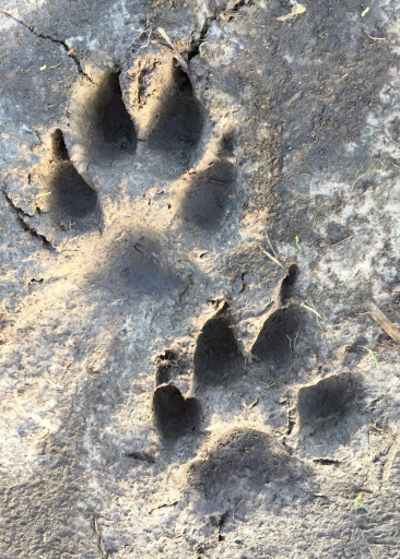 Vorschau Bild des Kurses Fährtenkunde Basiskurs - lerne Spuren zu lesen!