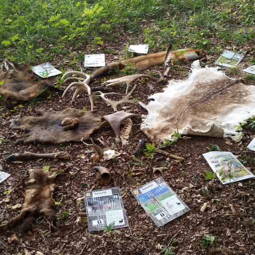 Vorschau Bild des Kurses Naturmentoring - Die Natur ist unser Lehrer