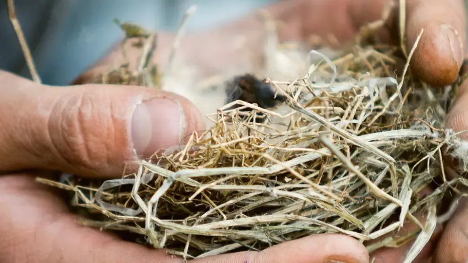 Vorschau Bild des Kurses Wildnispädagogik I k