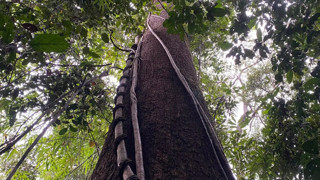 Vorschau Bild des Kurses The Spirit of the Forest