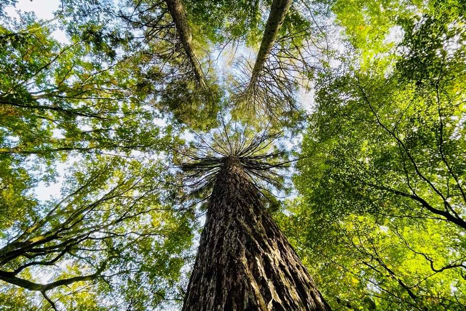 Vorschau Bild des Kurses Bewegung und Wahrnehmung - Naturachtsamkeit und Resilienz Block I
