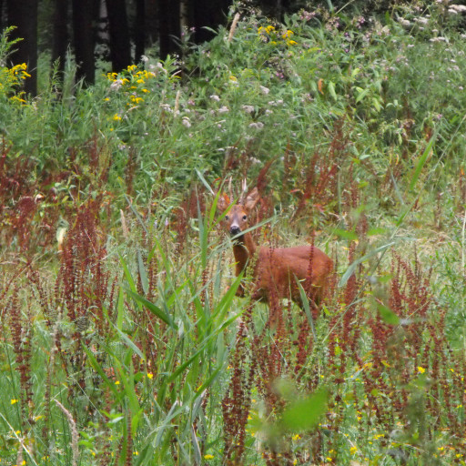 Vorschau Bild des Kurses Herbstferienwildnis