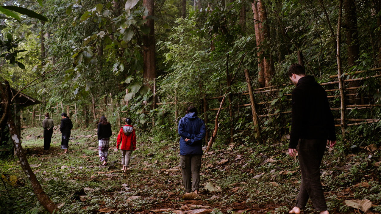 Vorschau Bild des Kurses The Nature Praxis: Ecotherapy Facilitation Essentials