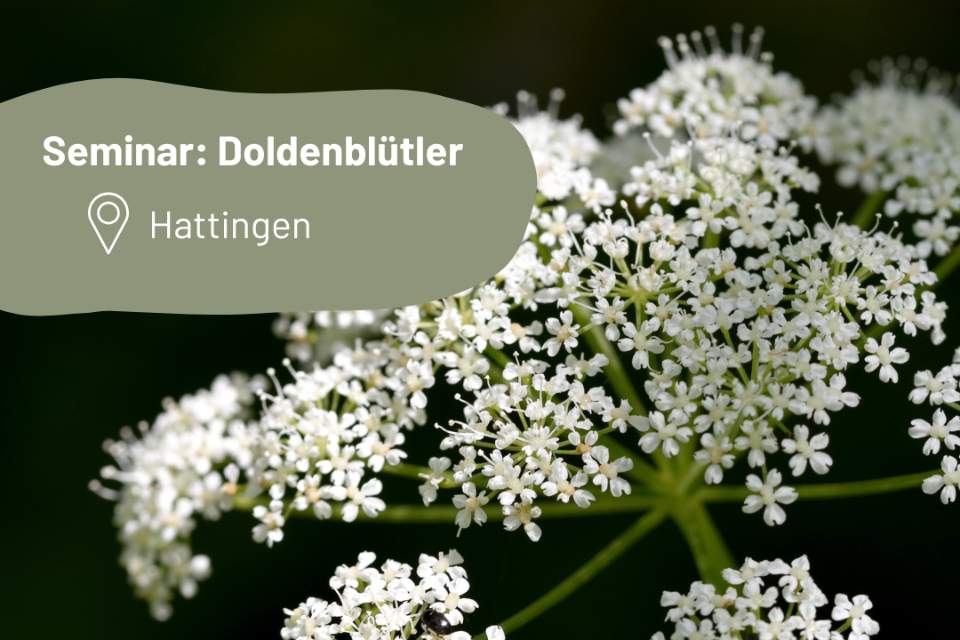 Vorschau Bild des Kurses Seminar: Doldenblütler (3h)