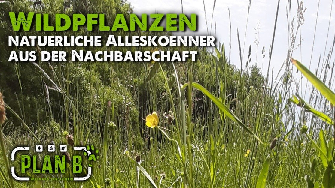 Vorschau Bild des Kurses Wildpflanzen-Wanderung